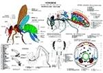 Lehrtafel - Anatomie der Honigbiene